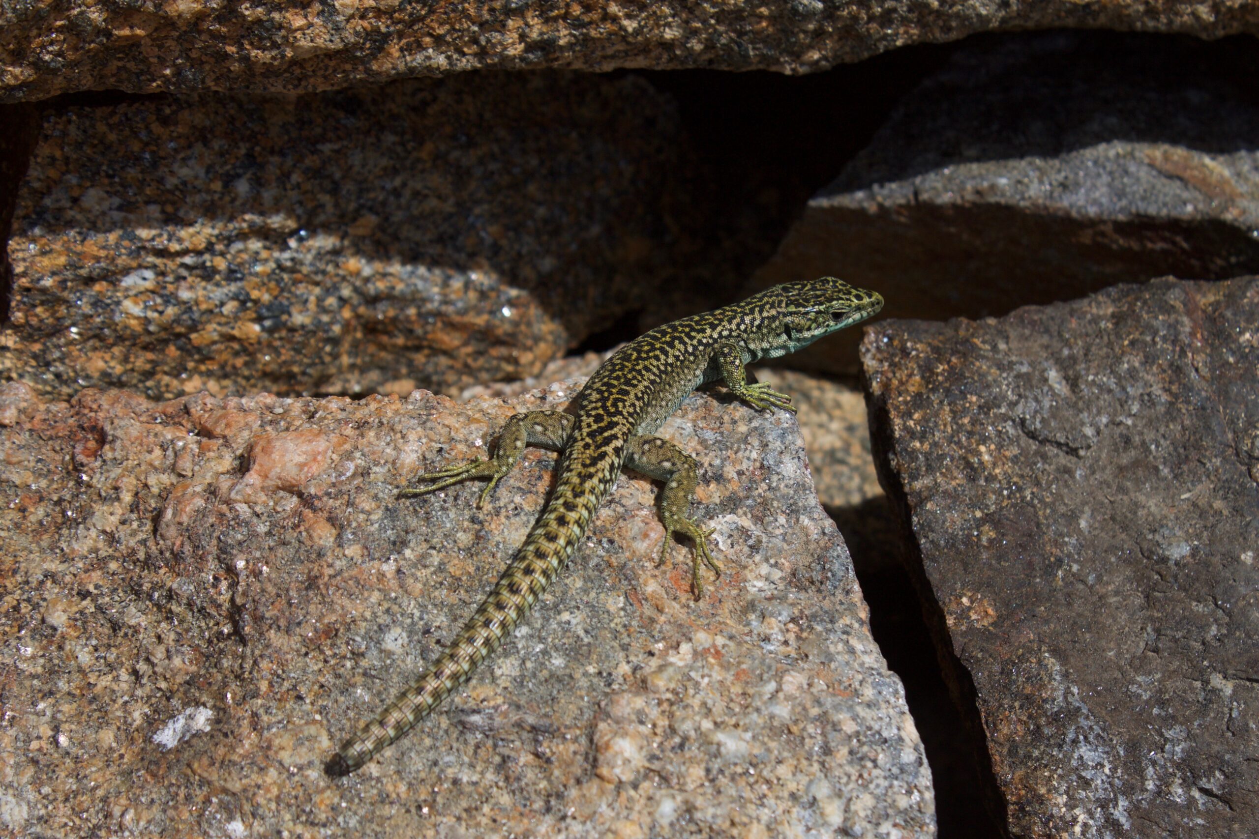 Lagartija carpetana sobre una roca en la Sierra de Gredos