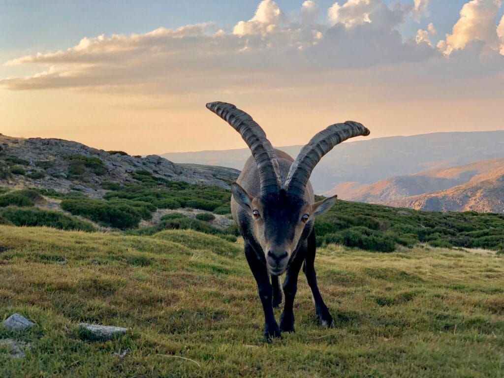 cabra_hispanica_gredos