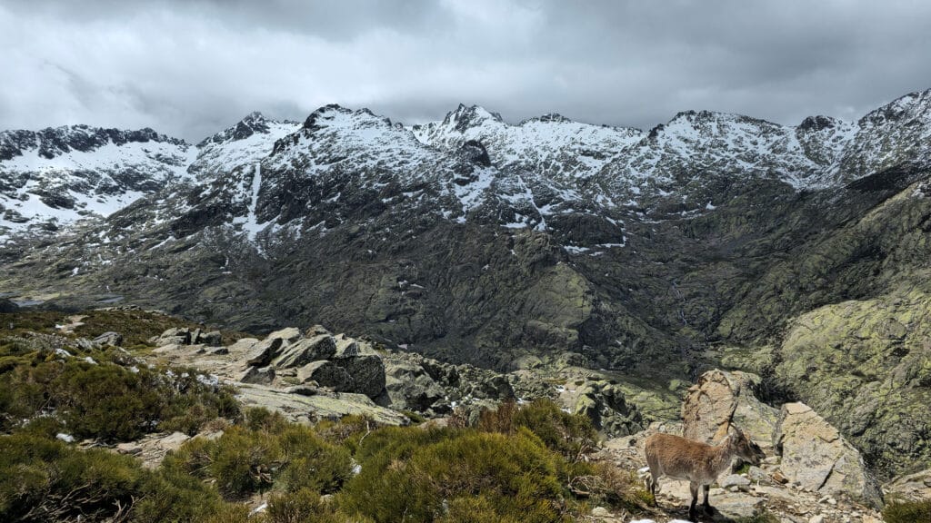 gredos-nevado-con-cabra-montes